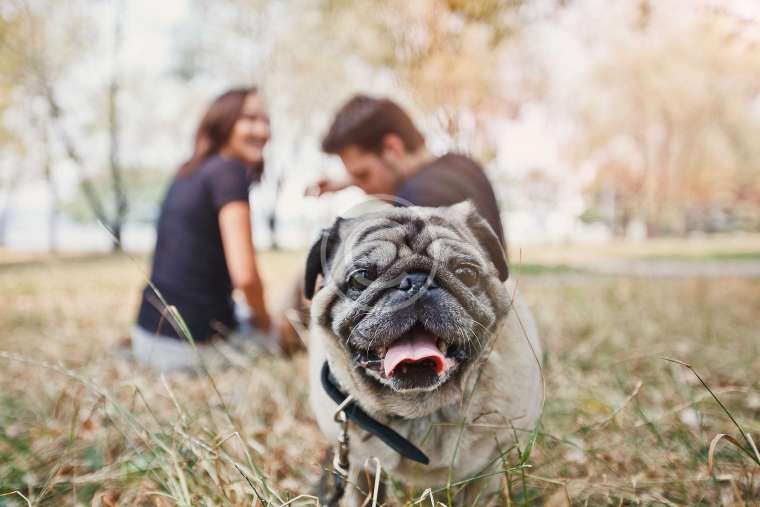 Professional Dog Walkers’ Guide to Shampoo