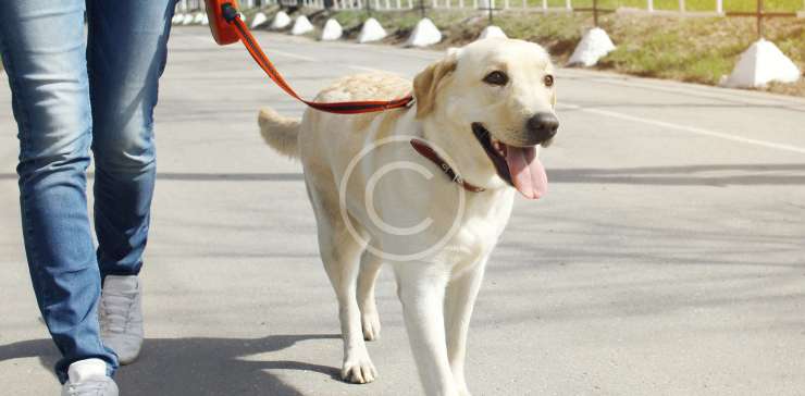 When Canines Compete: Dog Sports